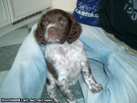 Kleiner Münsterländer Hunde Foto 14021 Kleiner Münsterländer unsere 8 wochen alte Kona
