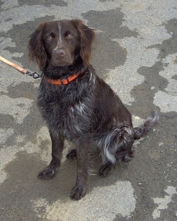 Kleiner Münsterländer Hunde Foto 33538 Kleiner Münsterländer Lori grüßt den Rest der Welt