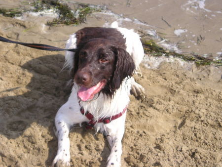 Kleiner Münsterländer Hunde Foto 40018 Kleiner Münsterländer Lea am Strand