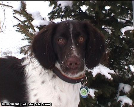 Kleiner Münsterländer Hunde Foto 4089 in höherer Auflösung ansehen Kleiner Münsterländer Unsere Kleine Münsterländerhündin