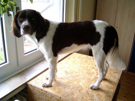 Kleiner Münsterländer Hunde Foto 35782 in höherer Auflösung ansehen Kleiner Münsterländer Luna !