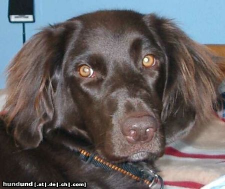 Kleiner Münsterländer Hunde Foto 13456 Kleiner Münsterländer Luzy aus Lichtenau/Westmittelfranken
