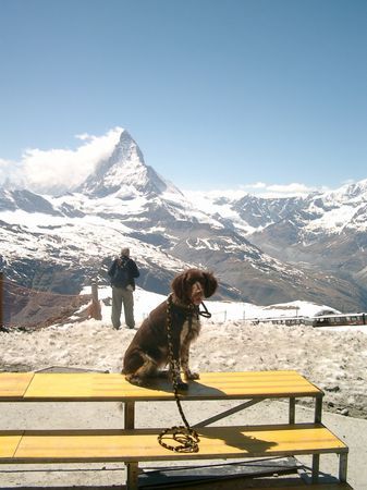 Kleiner Münsterländer Hunde Foto 35419 in höherer Auflösung ansehen Kleiner Münsterländer Das Horu - kein Problem für KLM Luzy