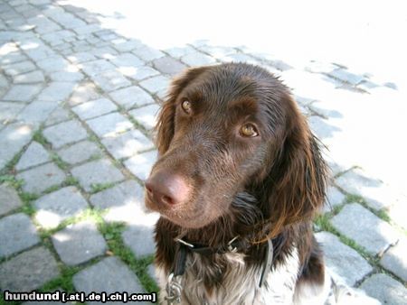 Kleiner Münsterländer Hunde Foto 13455 Kleiner Münsterländer Luzy aus Lichtenau/Westmittelfranken