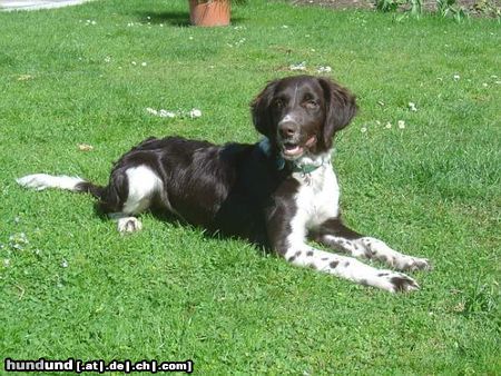 Kleiner Münsterländer Hunde Foto 10564 Kleiner Münsterländer Mady, unser ganzer Stolz