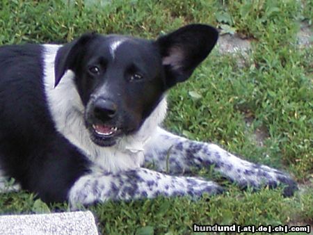 Kleiner Münsterländer Hunde Foto 14972 in höherer Auflösung ansehen Kleiner Münsterländer Milo der Menschenflüsterer