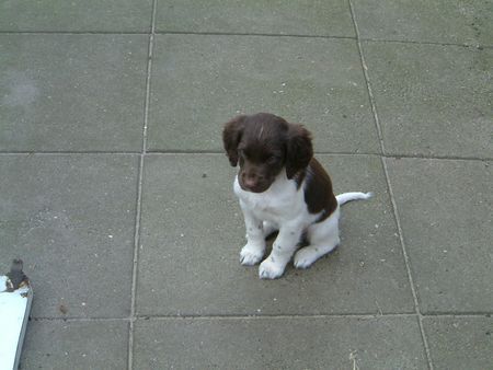 Kleiner Münsterländer Hunde Foto 31415 Kleiner Münsterländer Unsere Mira - 8 Wochen alt
