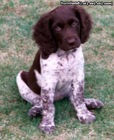 Kleiner Münsterländer Hunde Foto 8273 Kleiner Münsterländer Können diese Augen lügen???