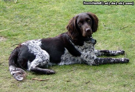 Kleiner Münsterländer Hunde Foto 9684 Kleiner Münsterländer Molly - knapp 1 Jahr