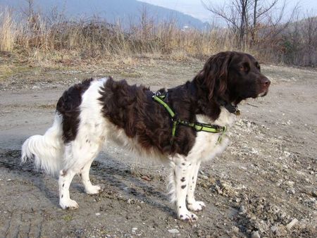 Kleiner Münsterländer Hunde Foto 37289 Kleiner Münsterländer