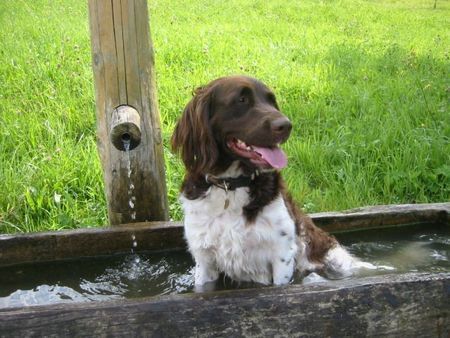 Kleiner Münsterländer Hunde Foto 39228 Kleiner Münsterländer Herrlich hier baden wo die Kühe saufen