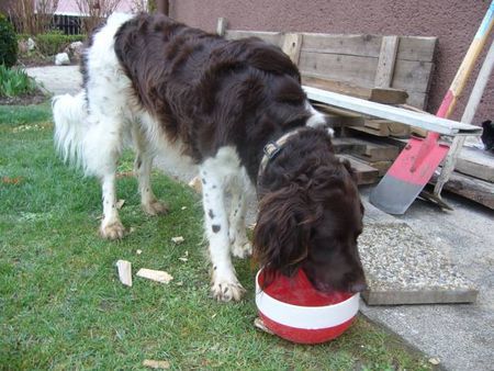 Kleiner Münsterländer Hunde Foto 43235 Kleiner Münsterländer Genug gearbeidet für heute jetzt wird gesoffen