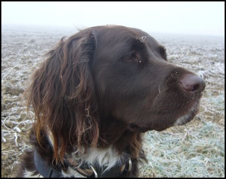 Kleiner Münsterländer Hunde Foto 41454 Kleiner Münsterländer Kein einziger Hase heut zu sehn