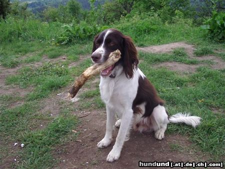 Kleiner Münsterländer Hunde Foto 16537 in höherer Auflösung ansehen Kleiner Münsterländer Moritz der Fröhliche