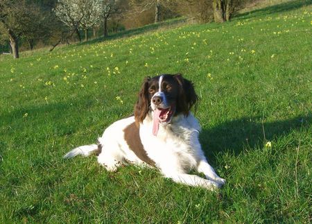 Kleiner Münsterländer Hunde Foto 37790 in höherer Auflösung ansehen Kleiner Münsterländer Endlich Frühling