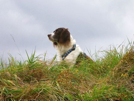 Kleiner Münsterländer Moritz am Feld