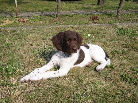 Kleiner Münsterländer Hunde Foto 1025 Kleiner Münsterländer Nina, 10 Wochen