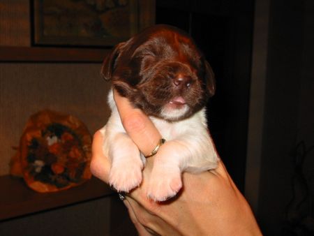 Kleiner Münsterländer Hunde Foto 1026 Kleiner Münsterländer Nina, 9 Tage