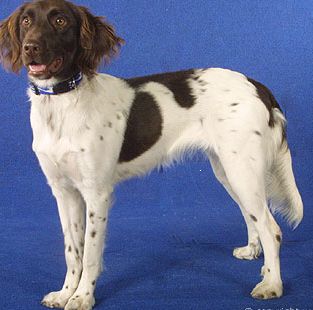 Kleiner Münsterländer Hunde Foto 1024 Kleiner Münsterländer Nina, 10 Monate alt