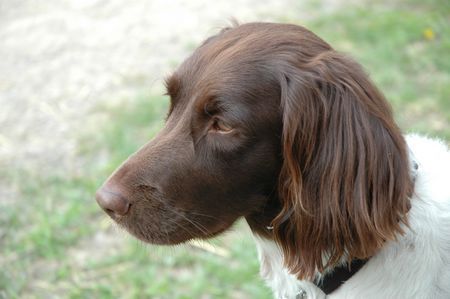 Kleiner Münsterländer Hunde Foto 27141 in höherer Auflösung ansehen Kleiner Münsterländer Nina im Jahre 2005