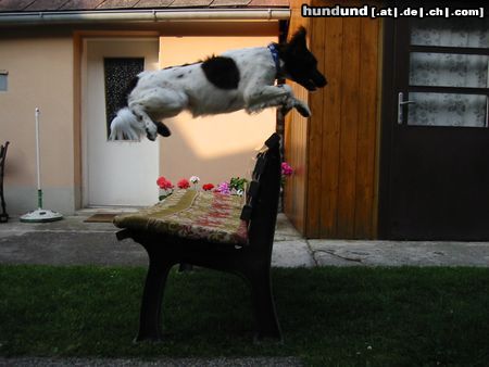 Kleiner Münsterländer Hunde Foto 3884 Kleiner Münsterländer Cool oder!? Die Bank ist ca. 85cm hoch (!)