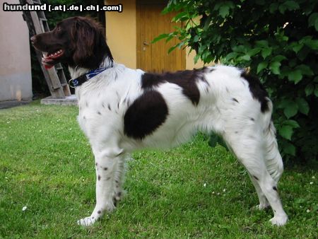 Kleiner Münsterländer Hunde Foto 3883 Kleiner Münsterländer Hier ist sie auch recht schön drauf'