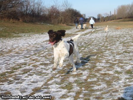 Kleiner Münsterländer Hunde Foto 7930 Kleiner Münsterländer Juhuuuu! Rennen!!