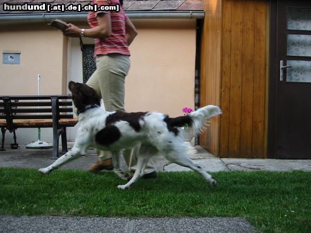 Kleiner Münsterländer Hunde Foto 3881 Kleiner Münsterländer Schaut super aus oder? *totlach*
