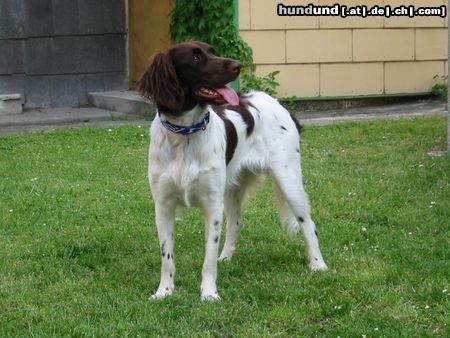Kleiner Münsterländer Hunde Foto 3882 Kleiner Münsterländer So find ich sie wunderschön *träum*