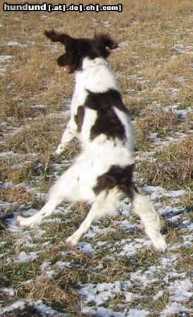 Kleiner Münsterländer Hunde Foto 7931 Kleiner Münsterländer lustiger Sprung eines Münstis