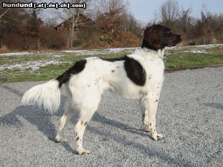 Kleiner Münsterländer Hunde Foto 7932 Kleiner Münsterländer Nina - in Position