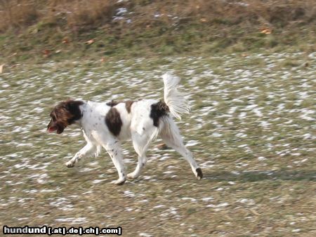 Kleiner Münsterländer Hunde Foto 9654 Kleiner Münsterländer Nina im Trab auf der Freilaufwiese