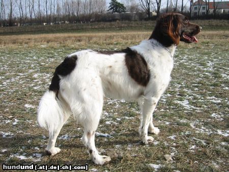 Kleiner Münsterländer Hunde Foto 7933 Kleiner Münsterländer Unsere Nina 2 Jahre alt