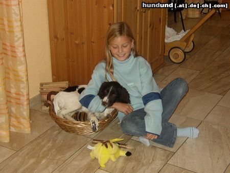 Kleiner Münsterländer Hunde Foto 19659 in höherer Auflösung ansehen Kleiner Münsterländer alles wird gut