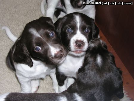 Kleiner Münsterländer Hunde Foto 12996 Kleiner Münsterländer Welpen 5 wochen alt!