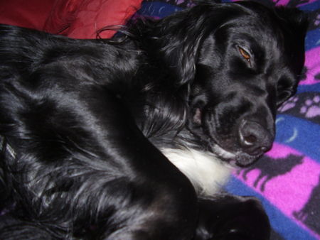 Kleiner Münsterländer Hunde Foto 29871 in höherer Auflösung ansehen Kleiner Münsterländer Rico - gute Nacht