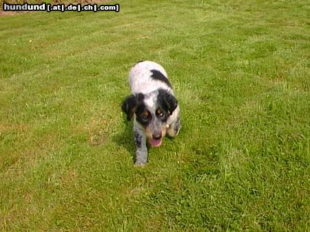Kleiner Münsterländer Hunde Foto 5458 Kleiner Münsterländer Das ist unser Justin!