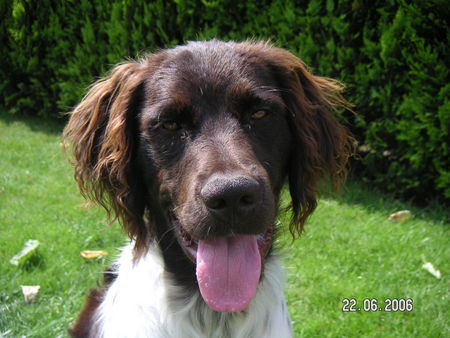 Kleiner Münsterländer Hunde Foto 32774 in höherer Auflösung ansehen Kleiner Münsterländer Unser Benni