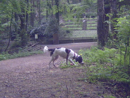 Kleiner Münsterländer Hunde Foto 31616 in höherer Auflösung ansehen Kleiner Münsterländer Unsere kleine Maus 7 Monate