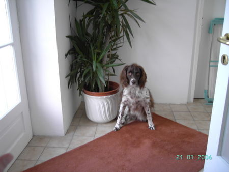 Kleiner Münsterländer Hunde Foto 28572 in höherer Auflösung ansehen Kleiner Münsterländer