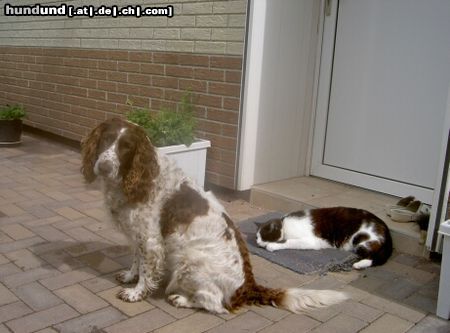 Kleiner Münsterländer Hunde Foto 14447 Kleiner Münsterländer Flocki (6) mit Kater Max