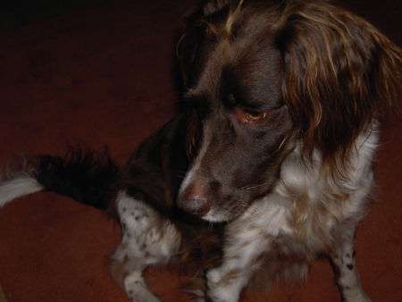 Kleiner Münsterländer Hunde Foto 35145 in höherer Auflösung ansehen Kleiner Münsterländer Banja 5 Jahre