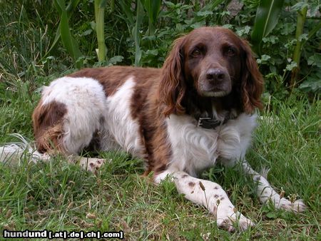 Kleiner Münsterländer Hunde Foto 6355 Kleiner Münsterländer