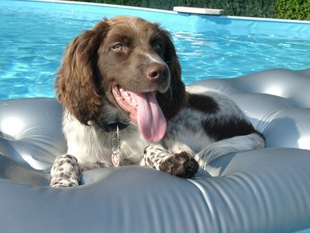 Kleiner Münsterländer Hunde Foto 30608 Kleiner Münsterländer Der kühne Schwimmer