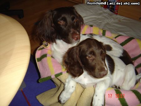 Kleiner Münsterländer Hunde Foto 12438 Kleiner Münsterländer Maxi & Rambo