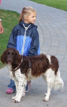 Kleiner Münsterländer Wir beide sind gleich alt