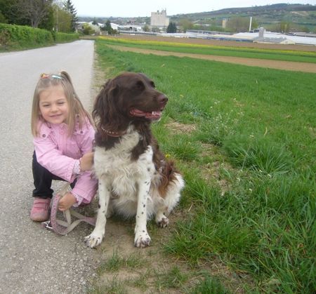 Kleiner Münsterländer Hunde Foto 42100 Kleiner Münsterländer Wir machen beide Platz
