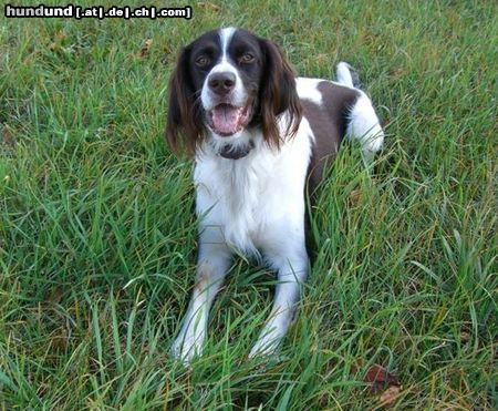 Kleiner Münsterländer Hunde Foto 26022 in höherer Auflösung ansehen Kleiner Münsterländer Moritz