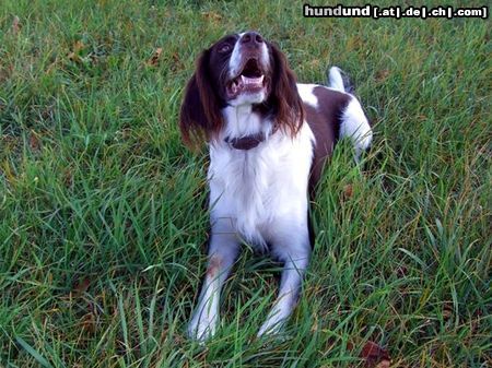 Kleiner Münsterländer Hunde Foto 26023 in höherer Auflösung ansehen Kleiner Münsterländer Moritz