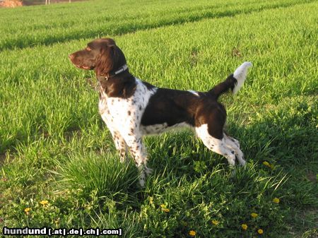 Kleiner Münsterländer Hunde Foto 11526 Kleiner Münsterländer Ronja im Feld